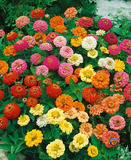 200 Zinnia Thumbelina Mix Flower Seeds Zinnia Elegans