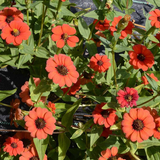 50 Zinnia Peruvian Flower Seeds Zinnia peruviana