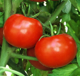 500 Rutger's Heirloom Tomato Seeds