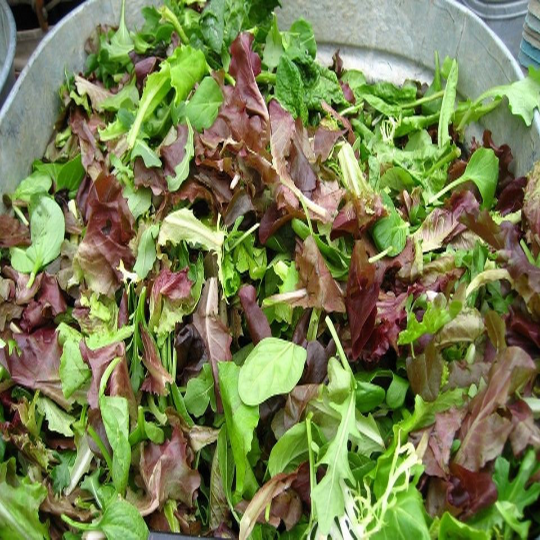 2000 Gourmet Lettuce Seeds Mixture - Many Varieties