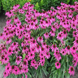 500 Purple Coneflower Echinacea Purpurpea Seeds