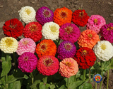 200 Zinnia Lilliput Mix Flower Seeds Zinnia Elegans