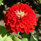 75 Zinnia Cherry Queen Flower Seeds Zinnia Elegans
