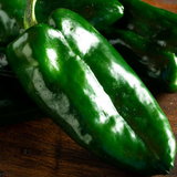 50 Poblano Ancho Pepper Seeds
