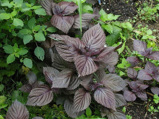 100 Purple Japanese Red Mint frutescens Herb – The Gardening World