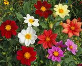 50 Mixed Dahlia Flower Seeds Variabilis Dwarf Single - Heirloom Gardening