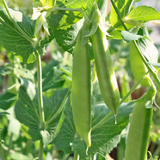 75 Sugar Snap Pea Seeds