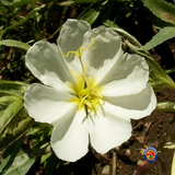 500 White Evening Primrose Flower Seeds Oenothera pallida