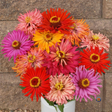 200 Zinnia Cactus Flowered Mix Flower Seeds Zinnia Elegans