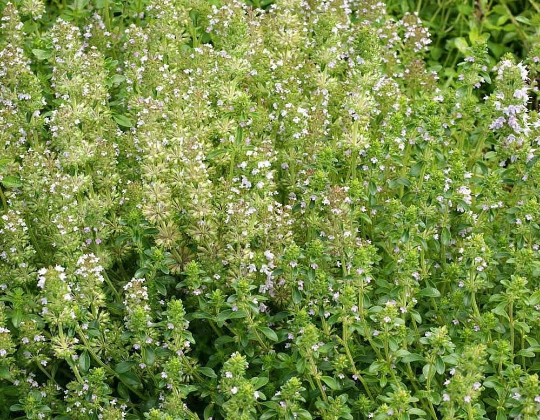 Wild Thyme Seeds