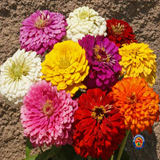 1oz Zinnia "Dahlia Flowered Mix" Flower Seeds (Approx 4200 Seeds)