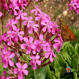 5000 CATCHFLY None So Pretty Silene Armeria Flower Seeds