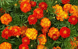 250 Sparky Mix French Marigold Seeds Tagetes Patula Flower