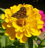 75 Zinnia Canary Bird Flower Seeds Zinnia Elegans