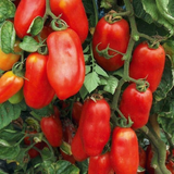250 San Marzano Italian Tomato Seeds Determinate - Great For Canning Sauces