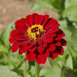 200 Zinnia Flower Seeds Meteor Zinnia Elegans