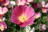 300 California Poppy Flower Seeds Purple Gleam Eschscholzia Californica
