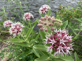 40 Showy Pink Butterfly Milkweed Seeds Asclepias speciosa Native Perennial for Monarchs