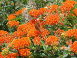 40 Butterfly Milkweed Seeds Asclepias tuberosa Native Perennial for Monarchs