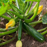 75 Black Beauty Zucchini Summer Heirloom Squash Seeds
