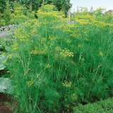 500 Bouquet Dill Seeds Anethum Graveolens Culinary Herb