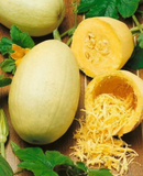 75 Spaghetti Winter Squash Heirloom Vegetable Seeds