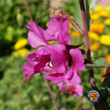 500 Clarkia Flower Seeds Clarkia unguiculata