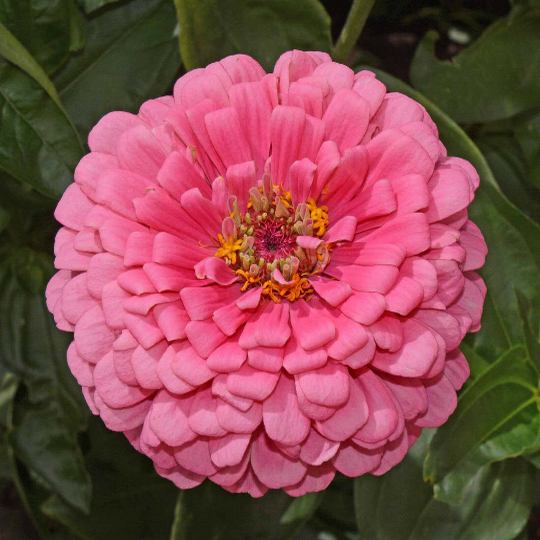 1oz Zinnia Flower Seeds Rose Pink Zinnia Elegans (Approx 4200 Seeds)