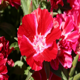 500 Godetia Scarlet Flower Seeds Native Wildflower Clarkia amoena