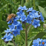 500 Blue Chinese Forget Me Not hound's tongue Flower Seeds Cynoglossum amabile