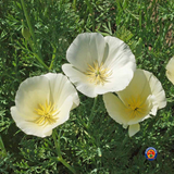 300 WHITE CALIFORNIA POPPY White Linen Flower Seeds