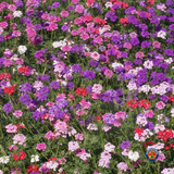 500 MOSS VERBENA Flower Seeds Verbena tenuisecta Mixed Colors