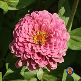 200 Zinnia Luminosa Flower Seeds Zinnia Elegans