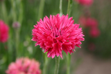 500 Tall Red Bachelor Button Cornflower Flower Seeds Centaurea cyanus