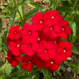 250 Red Drummond Phlox Drummondii Flower Seeds