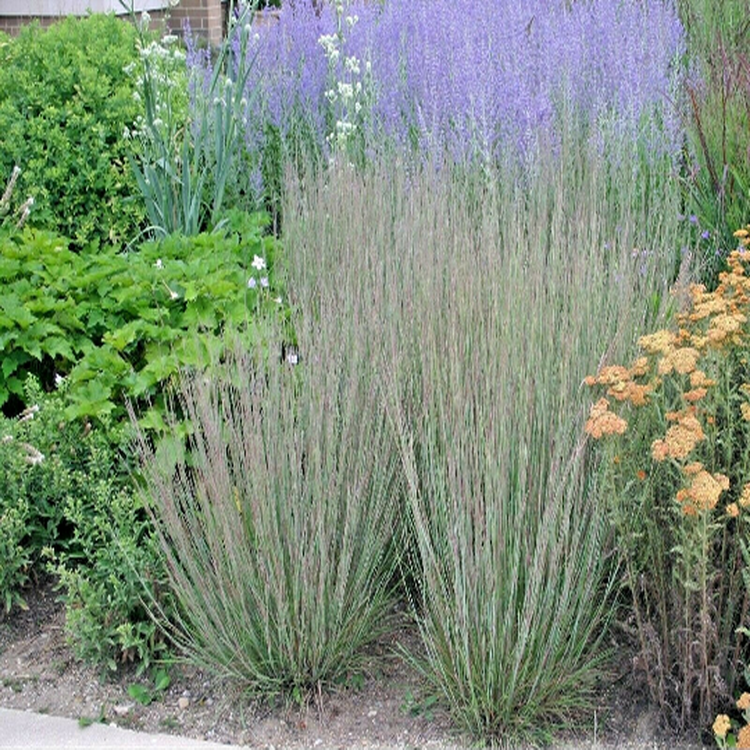 native american garden seeds 1000 Little Bluestem Seeds Native American Prairie Grass Schizachyrium – The Gardening World