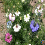 500 Love In a Mist Mix Miss Jekyll Nigella Flower Seeds