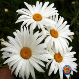 500 SHASTA DAISY "ALASKA" Chrysanthemum Maximum Flower Seeds