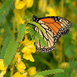 250 Sensitive PARTRIDGE PEA Chamaecrista Flower Seeds
