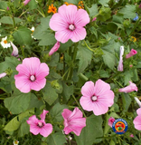 250 Rose Mallow Flower Seeds Mixed Pink/White Tree Mallow Lavatera trimestris