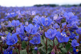500 California Bluebell Flower Seeds Desert Canterbury