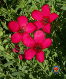 500 Scarlet Flax Flower Seeds Linum grandiflorum rubrum