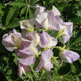 40 Sweet Pea Seeds ‘High Scent’ Flower Seeds Annual Lathyrus odoratus Parfum de Bloom