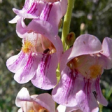 250 Penstemon Pink Palmers Palmeri Flower Seeds