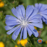 500 Chicory Seeds Cichorium intybus