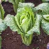 500 Napa Nampa Michihli Cabbage Seeds