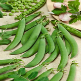 75 Sugar Snap Pea Seeds - Sugar Daddy