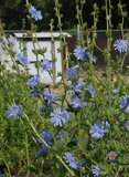 500 Chicory Seeds Cichorium intybus