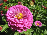 500 Zinnia Flower Seeds Rose Pink Zinnia Elegans