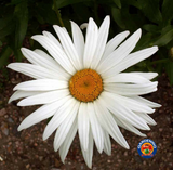 500 SHASTA DAISY "ALASKA" Chrysanthemum Maximum Flower Seeds